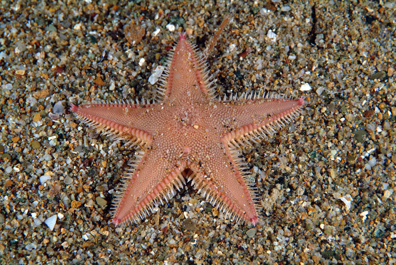 Astropecten irregularis pentacanthus (Delle Chiaje, 1827)